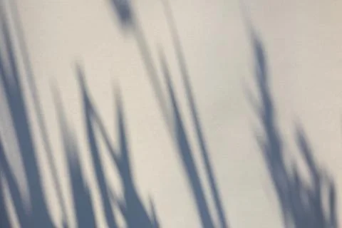 The shadow of the plant on a light background. Stock Photos