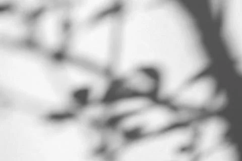 The shadow of the plant on a light background. Stock Photos