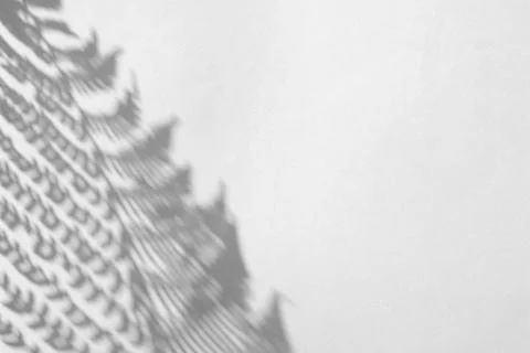 The shadow of the plant on a light background. Stock Photos