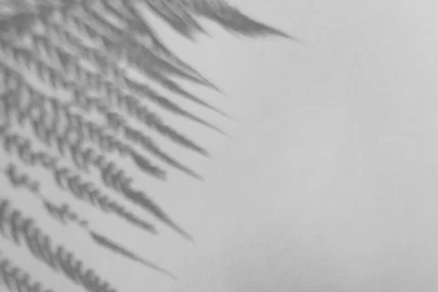 The shadow of the plant on a light background. Stock Photos