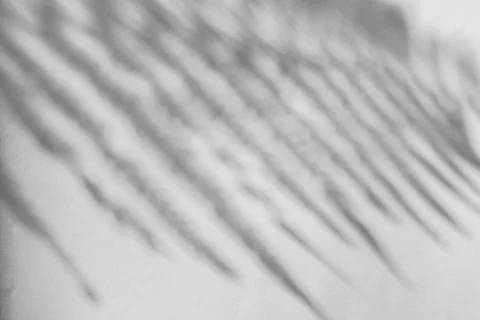 The shadow of the plant on a light background. Stock Photos