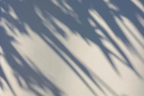 The shadow of the plant on a light background. Stock Photos