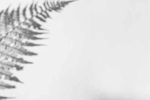 The shadow of the plant on a light background. Stock Photos