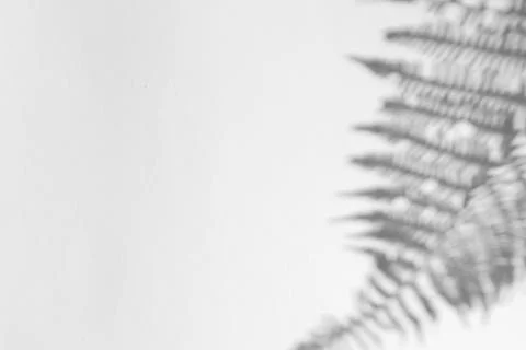 The shadow of the plant on a light background. Stock Photos