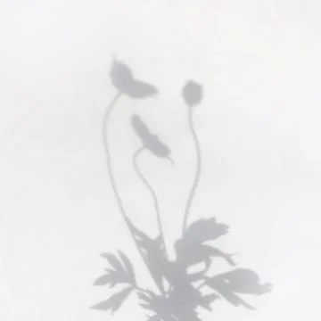 The shadow of a plant on a light background Stock Photos