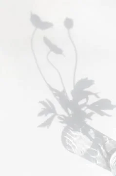 The shadow of a plant on a light background Stock Photos
