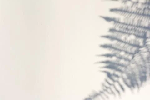 The shadow of the plant on a light background. Stock Photos