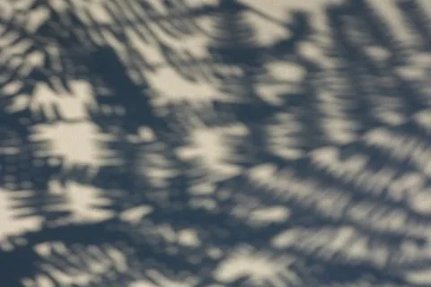 The shadow of the plant on a light background. Stock Photos