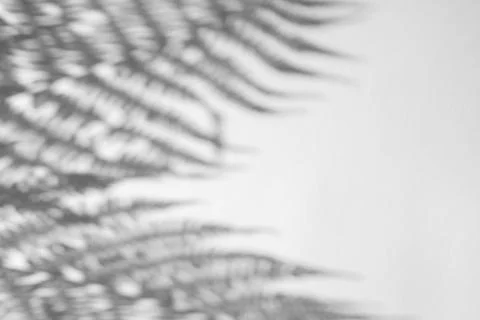 The shadow of the plant on a light background. Stock Photos