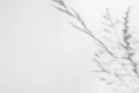 The shadow of the plant on a light background. Stock Photos