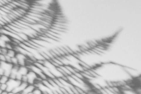 The shadow of the plant on a light background. Stock Photos