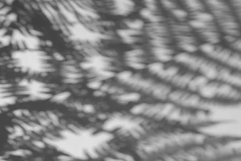 The shadow of the plant on a light background. Foto stock
