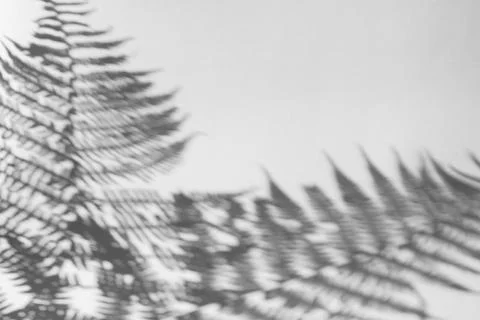 The shadow of the plant on a light background. Stock Photos