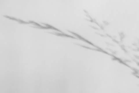 The shadow of the plant on a light background. Stock Photos