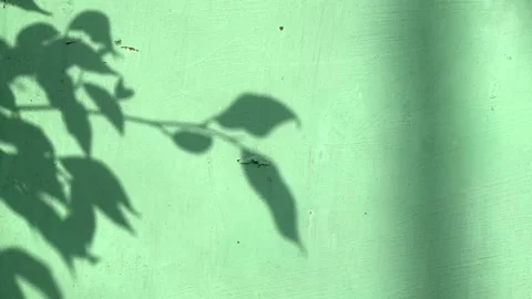 Shadow of the plant reflect to the wall Stock Footage 306128346