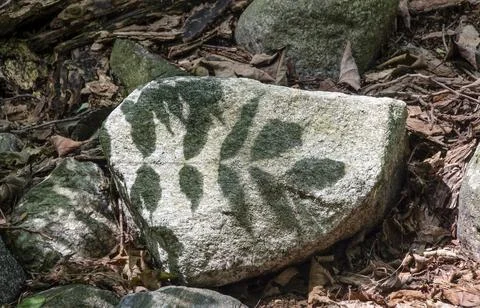 The shadow of a plant on a rock Stock Photos