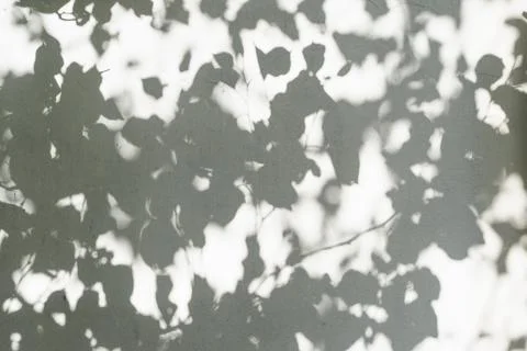 The shadow of a plant on the wall. Blurred Light shadow from a branch of Stock Photos