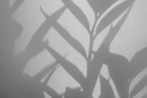The shadow of a plant on a white background. Stock Photos