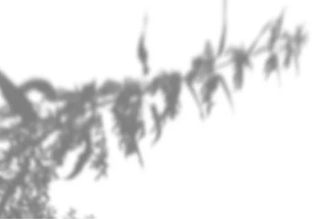 The shadow of the plant on the white wall. Black and white summer background for Stock-Illustration