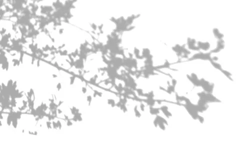 The shadow of the plant on the white wall. Black and white summer background for Stock Illustration