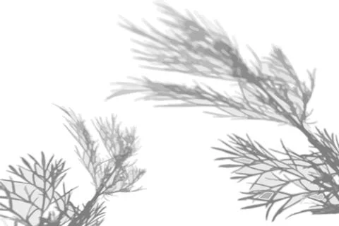 The shadow of the plant on the white wall. Black and white summer background for Stock Illustration