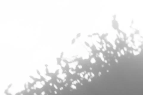 Shadow of plants on a white background Stock Photos