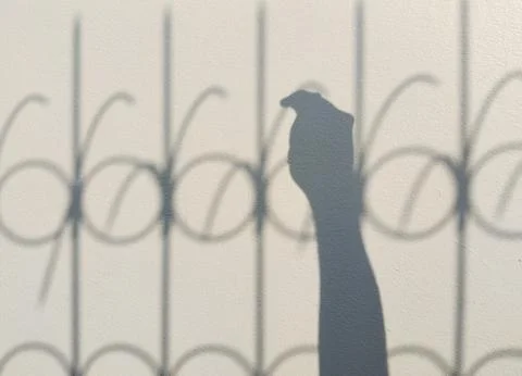 Shadow play on concrete wall in shape of a bird on the fence. Stock Photos
