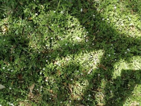 Shadow Play on Green Grass Stock Photos