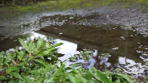 Shadow of puddles after rain on green grass side. 動画素材 198679119