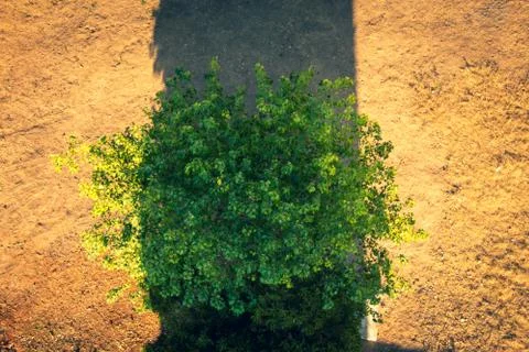 Shadow of Pulicat lighthouse falling over the tree during sunset, Pulicat Stock Photos