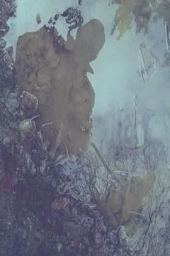 SHADOW   in rain-puddle Stock Photos