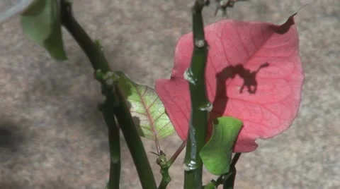 Shadow on the red leaf 스톡 동영상 11022889