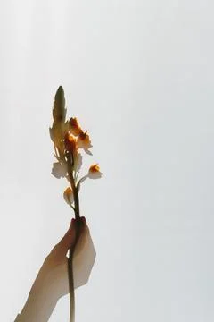 Shadow reflection of hand holding orange Star of Bethlehem flower on white ba Fotos Stock