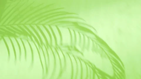 Shadow Reflection of Sun from Palm Leaves on a Light Green Background, Close-up. 스톡 동영상 204789854