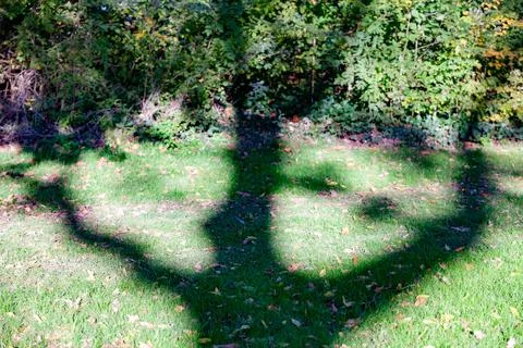 Shadow reflection of trunk and branches of a tree on green grass Stock Photos