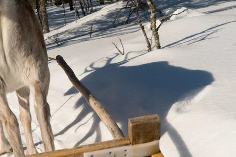 Shadow of a reindeer in show while guiding a sleigh Stock Photos