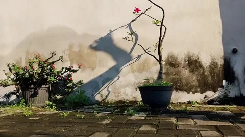 "Shadow Resembling a Dragon on Wall – Poetic Nature Scene" Stock Footage 308427166