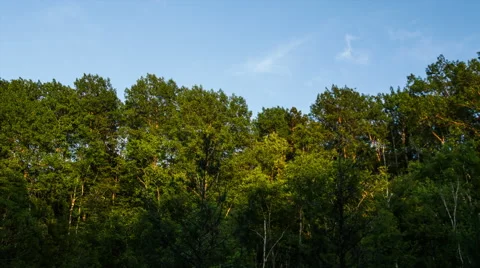 Shadow rising on tree line Stock Footage 40426854