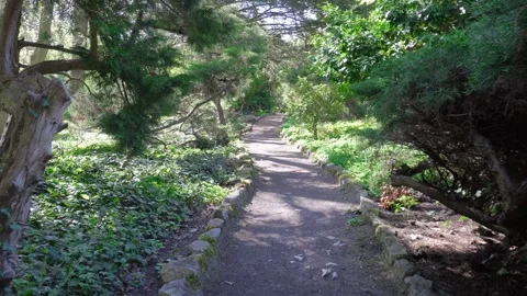 Shadow road in park, no people. calm walk between close up trees and bushes. Stock Footage 307418180
