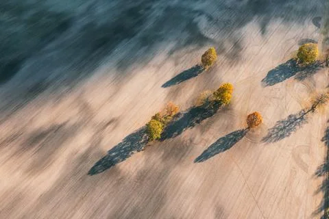 Shadow of roadside trees in the fields Stock Photos