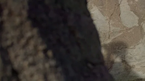 Shadow of a rock climber reaching the top of a rock in slow motion Stock Footage 90818416