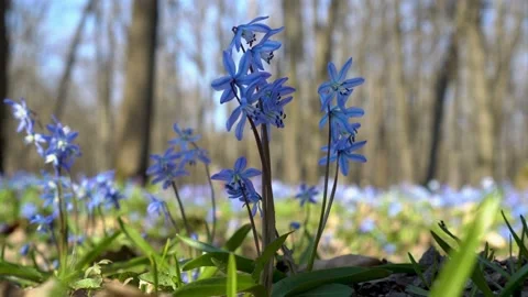 The shadow runs over the First spring blue flowers, which sway in the wind Video stock 103805195