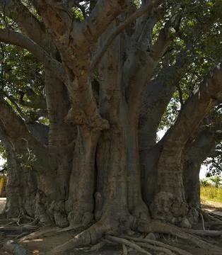 In the shadow of the sacred baobab Stock Photos
