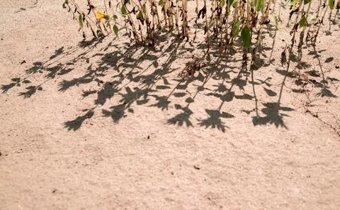 The shadow on the sand falls from the flowers . Creative background and textu Foto stock