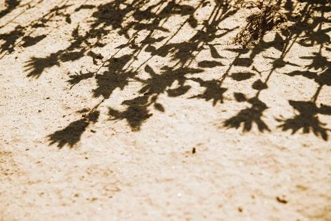 The shadow on the sand falls from the flowers . Creative background and textu Stock Photos