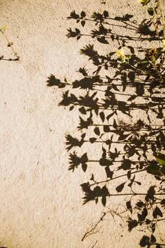 The shadow on the sand falls from the flowers . Creative background and textu Foto stock