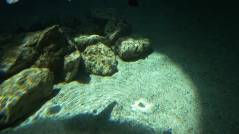 Shadow of a shark in 4k slow motion 60fps Stock Footage 105063952