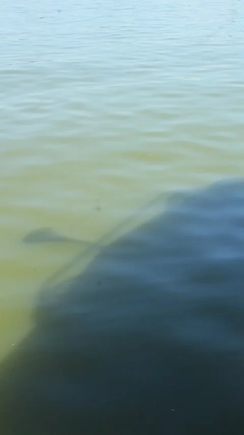 The shadow of the ship's body can be seen in the middle of the lake Video stock 281485096