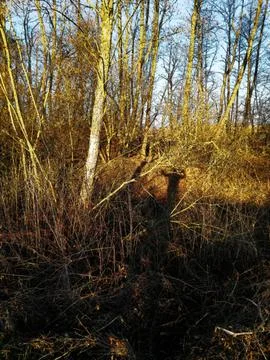 Shadow-shot Stock Photos