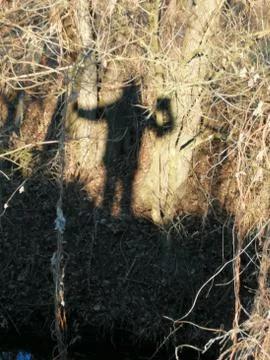 Shadow shot Foto stock